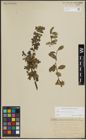 Foto von Salix alpina Scop. x Salix retusa L.
